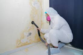 Reliable Exeter, CA Mold Removal Services Solutions